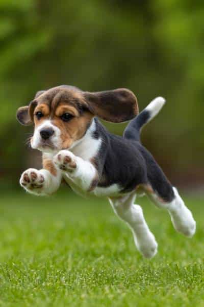 Puppy & Kitten Packages